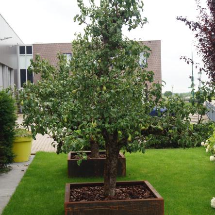 Oude perenboom in cortenstalen bak